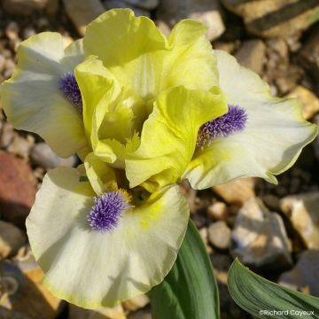 Iris germanica Devil Baby - Iris des Jardins Lilliput