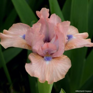 Iris germanica Devil Baby - Iris des Jardins Lilliput