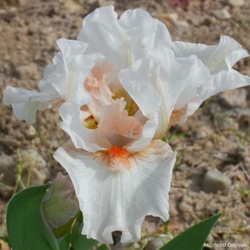Iris germanica Devil Baby - Iris des Jardins Lilliput