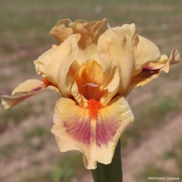 Iris germanica Devil Baby - Iris des Jardins Lilliput