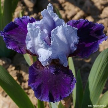Iris Barbata-Media Maui Moonlight