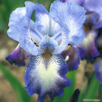 Iris Barbata-Media Maui Moonlight