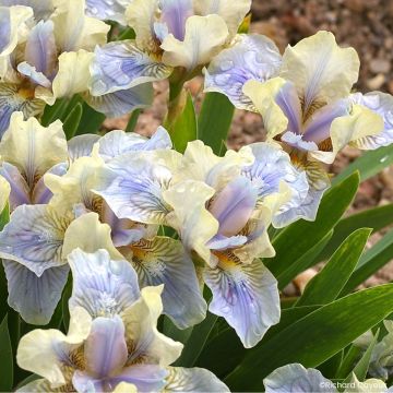 Iris germanica Devil Baby - Iris des Jardins Lilliput