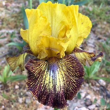 Iris Barbata-Media Maui Moonlight