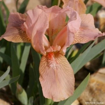 Iris pumila Cherry Garden - Iris des Jardins nain