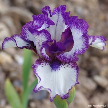 Iris Barbata-Media Maui Moonlight