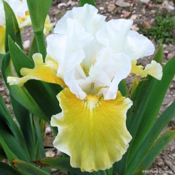Iris Barbata-Media Maui Moonlight