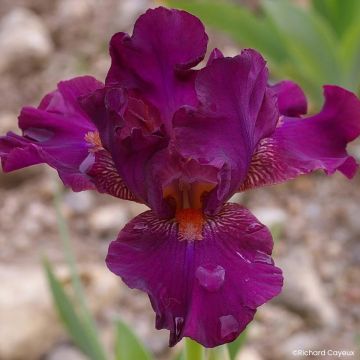 Iris Barbata-Media Maui Moonlight