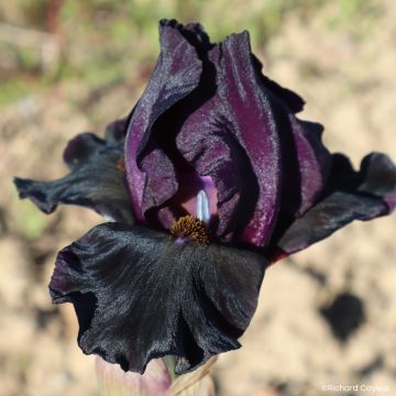 Iris Barbata-Media Maui Moonlight