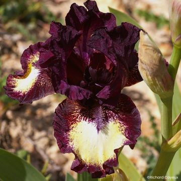 Iris Barbata-Media Maui Moonlight