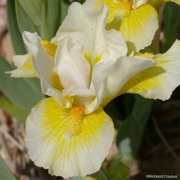 Iris pumila Cherry Garden - Iris des Jardins nain