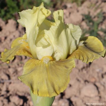 Iris Barbata-Media Maui Moonlight