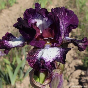 Iris Barbata-Media Maui Moonlight