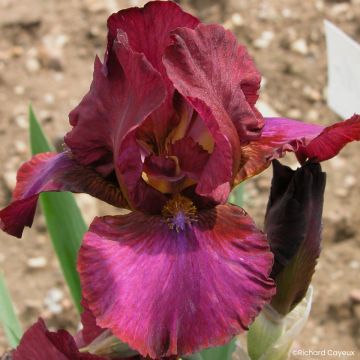 Iris Barbata-Media Maui Moonlight