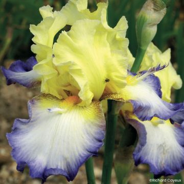 Iris germanica Alizes