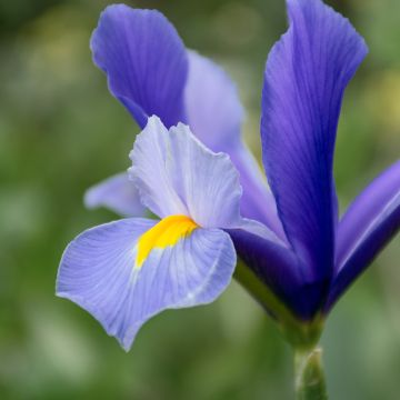 Iris de Hollande Bronze Queen