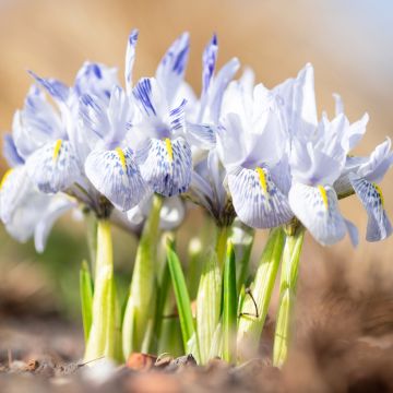 Iris reticulata Alida - Iris réticulé