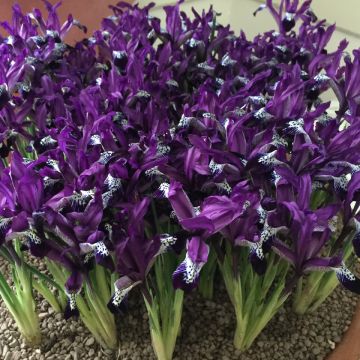 Iris reticulata Spot On - iris réticulé
