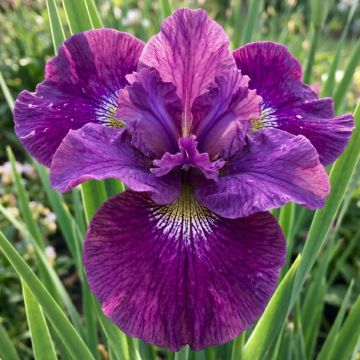 Iris sibirica Imperial Opal - Iris de Sibérie