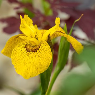 Iris pseudacorus