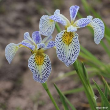 Iris pseudacorus