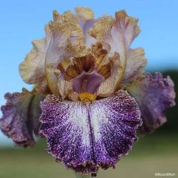 Iris germanica Alizes