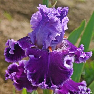 Iris germanica Alizes