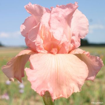 Iris germanica Alizes