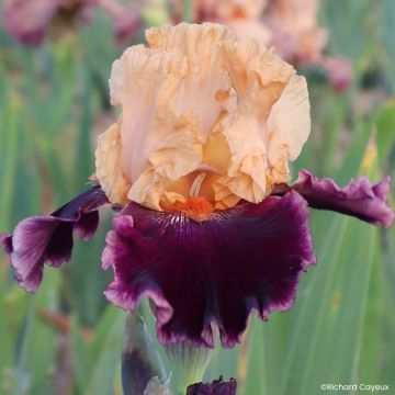Iris germanica Alizes