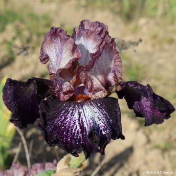 Iris germanica Alizes
