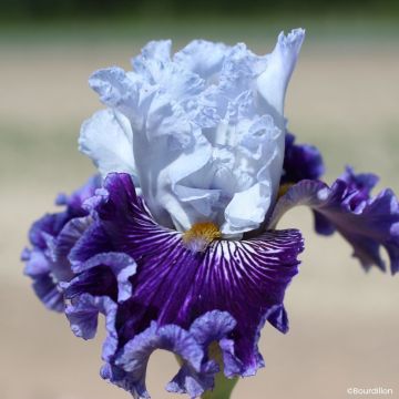Iris germanica Alizes