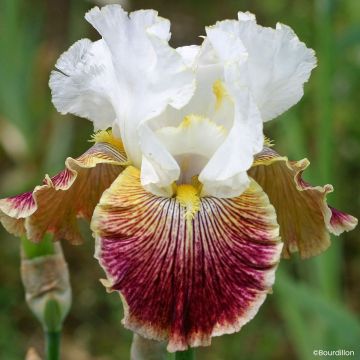Iris germanica Alizes
