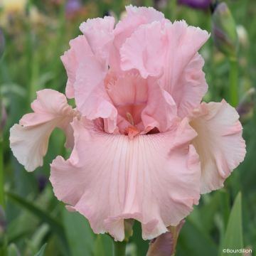 Iris germanica Alizes