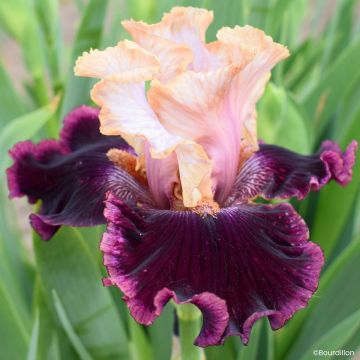 Iris germanica Alizes
