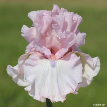 Iris germanica Alizes