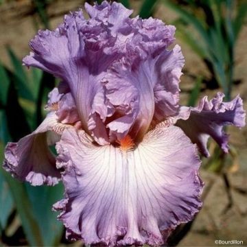 Iris germanica Alizes