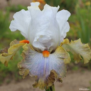 Iris germanica Alizes