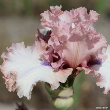 Iris germanica Alizes