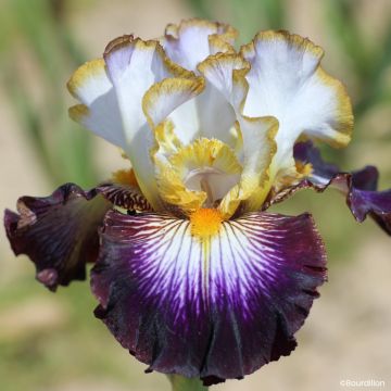 Iris germanica Alizes