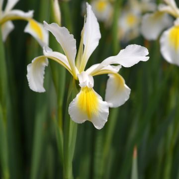 Iris pseudacorus
