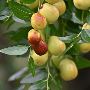 Ziziphus jujuba Abundance - Jujubier