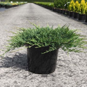 Juniperus horizontalis Prostrata - Genévrier rampant.