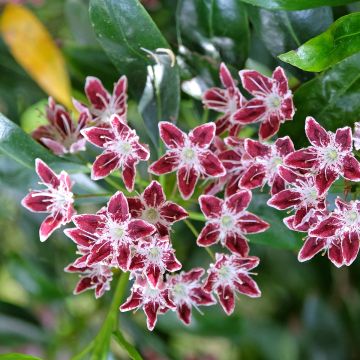 Kalmia latifolia ‘Galaxy’ - Laurier des montagnes à fleurs lie de vie et blanc 