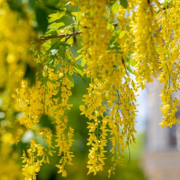Cytise - Laburnum anagyroides