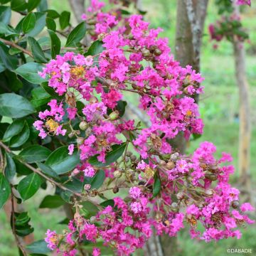 Lagerstroemia indica Mimie Rose - Lilas des Indes
