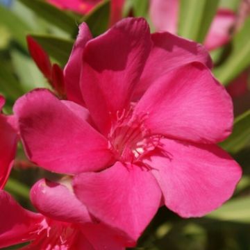 Laurier rose - Nerium oleander Saumon