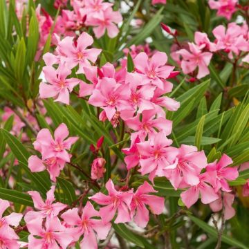 Laurier rose - Nerium oleander Saumon