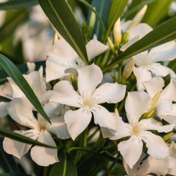 Laurier rose - Nerium oleander Saumon