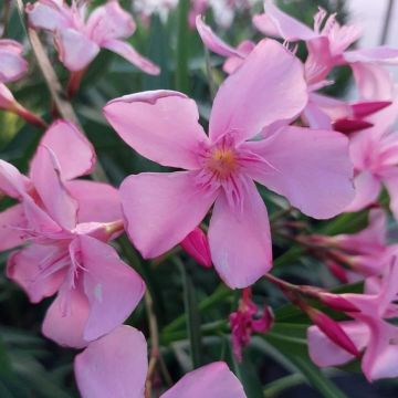 Laurier rose - Nerium oleander Saumon