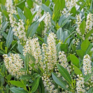 Laurier cerise - Prunus laurocerasus Herbergii 40/60cm en pot de 3.5L